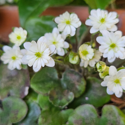 Hepatica japonica Weiß 20250309_125945.jpg