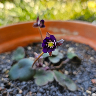Hepatica japonica Alva 20250306_144212.jpg