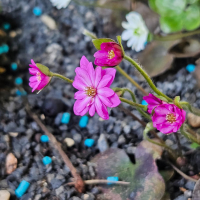 Hepatica japonica pink gefüllt 20240314_120426.jpg