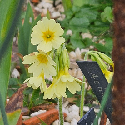 Primula elatior in Cassian 20260313_162534.jpg