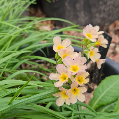 Primula elatior furchtbar hässlich 20260313_163706.jpg