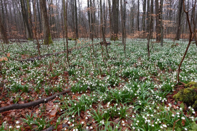 Märzenbecher , Oderwald Kopie.JPG