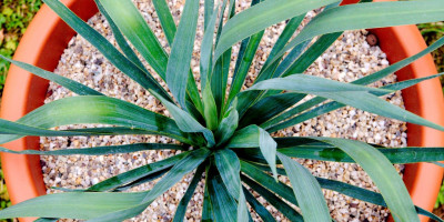 YUCCA GLORIOSA NOBILIS 2015.jpg