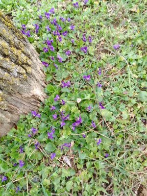 Veilchen/Viola