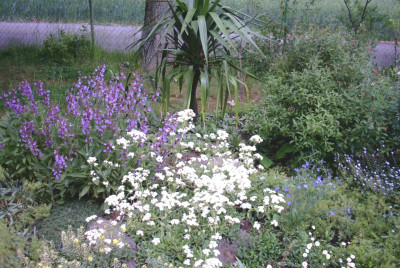 yucca.JPG