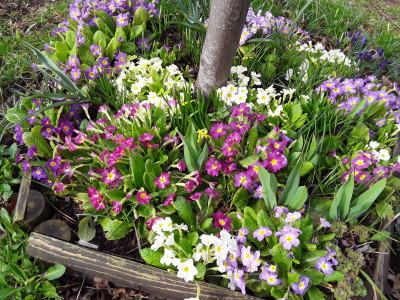 Primula vulgaris
