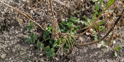 MALVA ALCEA FASTIGIATA alte Triebe 3.jpg