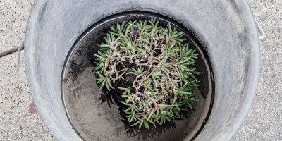 DELOSPERMA COOPERI JEWEL.jpg