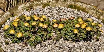 Delosperma Cooperii.jpg