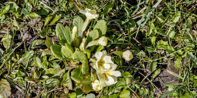 PRIMULA 1.jpg