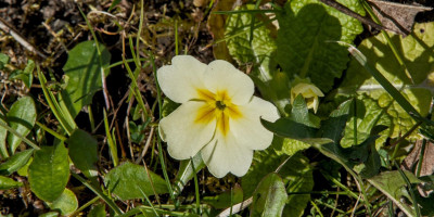 PRIMULA 2.jpg