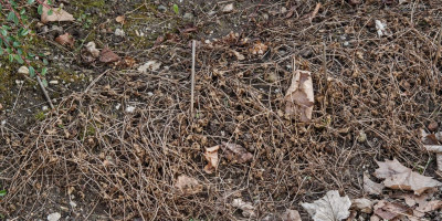 GERANIUM WALLICHIANUM SWEET HEIDY.jpg