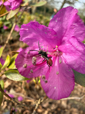 Rotschwarze Wespenbiene