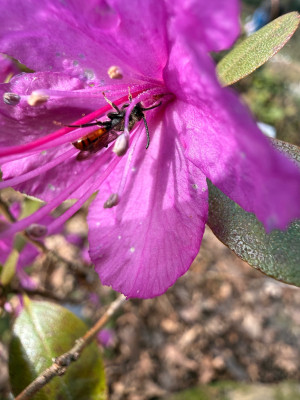 Rotschwarze Wespenbiene