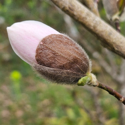 Magnolia x loebneri Wildcat 20260315_124300.jpg