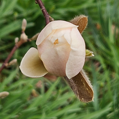 Magnolia x loebneri Wildcat 20260315_124234.jpg