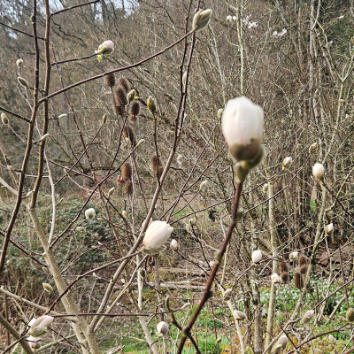 Magnolia x loebneri Wildcat Dipsacus 20260313_163502.jpg