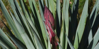YUCCA RECURVIFOLIA X KARLSRUHENSIS BLÜTE 1.jpg