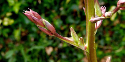 YUCCA RECURVIFOLIA X KARLSRUHENSIS BLÜTE 2.jpg