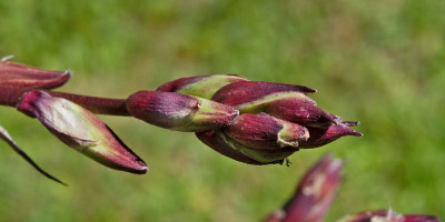 YUCCA RECURVIFOLIA X KARLSRUHENSIS BLÜTE 3.jpg