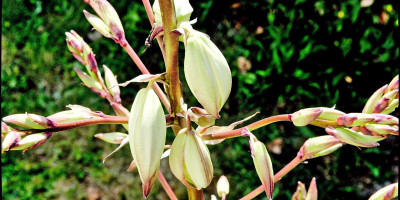 YUCCA RECURVIFOLIA X KARLSRUHENSIS BLÜTE 4.jpg