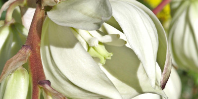 YUCCA RECURVIFOLIA X KARLSRUHENSIS BLÜTE 5.jpg