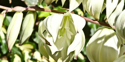 YUCCA RECURVIFOLIA X KARLSRUHENSIS BLÜTE 6.jpg
