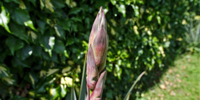YUCCA PALLIDA X FILAMENTOSA FLACCIDA.jpg
