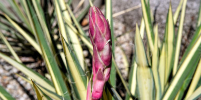 YUCCA FILAMENTOSA COLOR GUARD.jpg