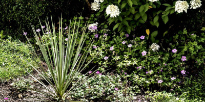 YUCCA GLORIOSA X CONSTRICTA.jpg