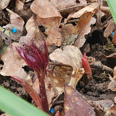 Paeonia Merry Mayshine 20260315_124152.jpg