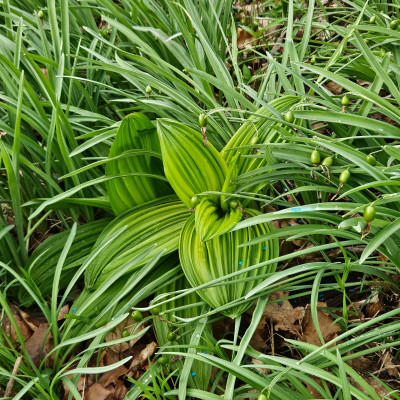 Veratrum maackii  var. japonica 20260315_124423.jpg