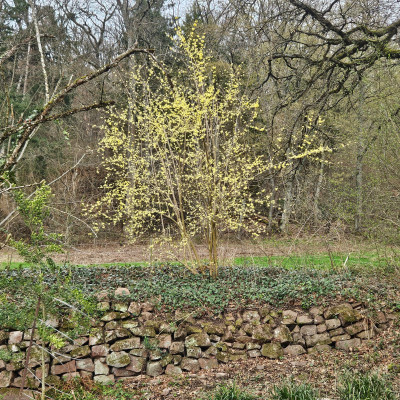 Forsythia giraldiana f verkleinert 20260315_124325.jpg