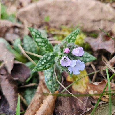 Pulmonaria saccharata Opal 20260315_123945.jpg