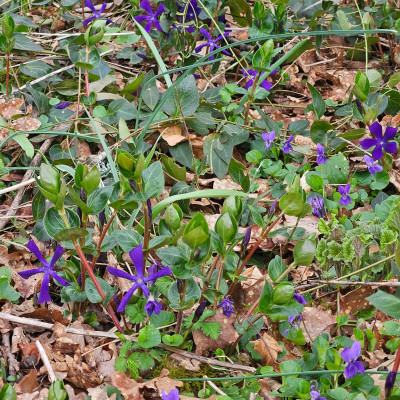 Vinca balcanica 20260315_124102.jpg