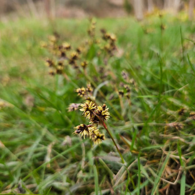 Luzula campestris Hasenbrot 20260315_123934.jpg