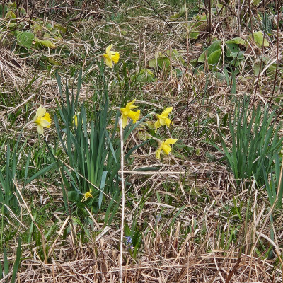 Narcissus Spellbinder 20260313_162355.jpg