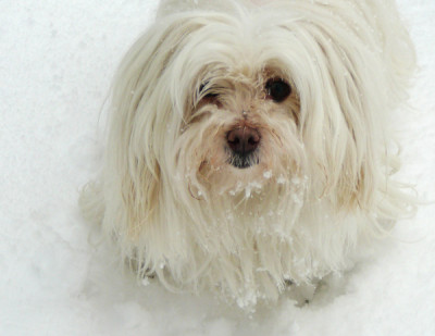 Weisser-Hund-im-Schnee.jpg
