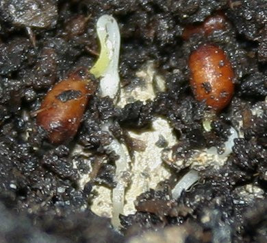 IMG_5502_eTrillium grandiflorum_S2008.JPG