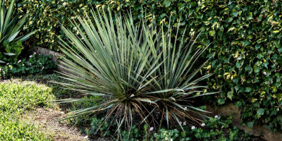 YUCCA GLAUCA X KARLSRUHENSIS.jpg