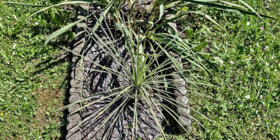 YUCCA GLAUCA X ELATA.jpg