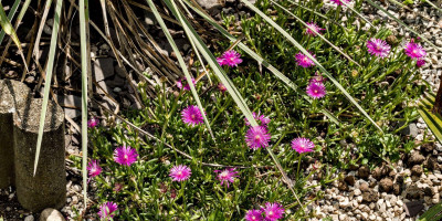 DELOSPERMA OBTUSUM HALDA.jpg