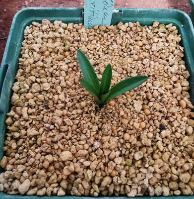 Lilium maritimum_20260317min.jpg
