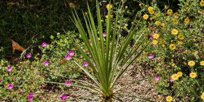 YUCCA GLORIOSA X GLAUCA.jpg