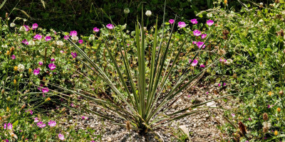 YUCCA ROSEMARIE X BAILEYI SSP INTERMEDIA.jpg