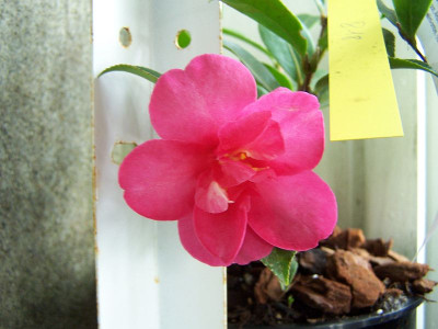 100_1665_Camellia_sasanqua_hiemalis_sp___800.jpg