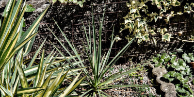 YUCCA ALOIFOLIA X ANGUSTISSIMA.jpg