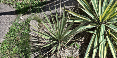 YUCCA NEOMEXICANA.jpg