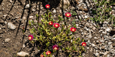 DELOSPERMA EROS.jpg