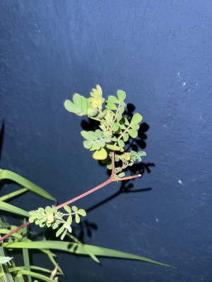 IMG_6498.jpeg